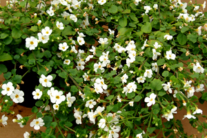 Bacopa