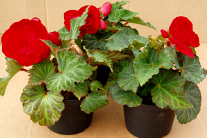 Knollbegonia